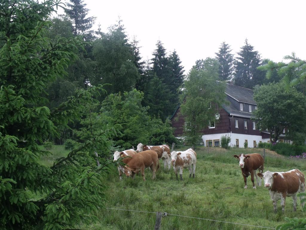 Pension Haus Pentacon Алтенберг Източен Ерцгебирге Екстериор снимка